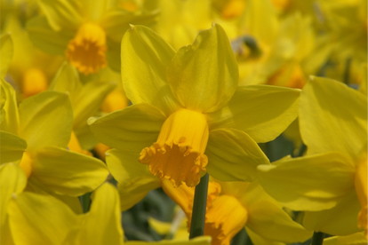 394px image